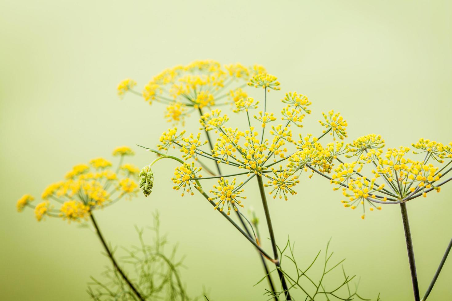 gros plan, de, fenouil, fleurs photo