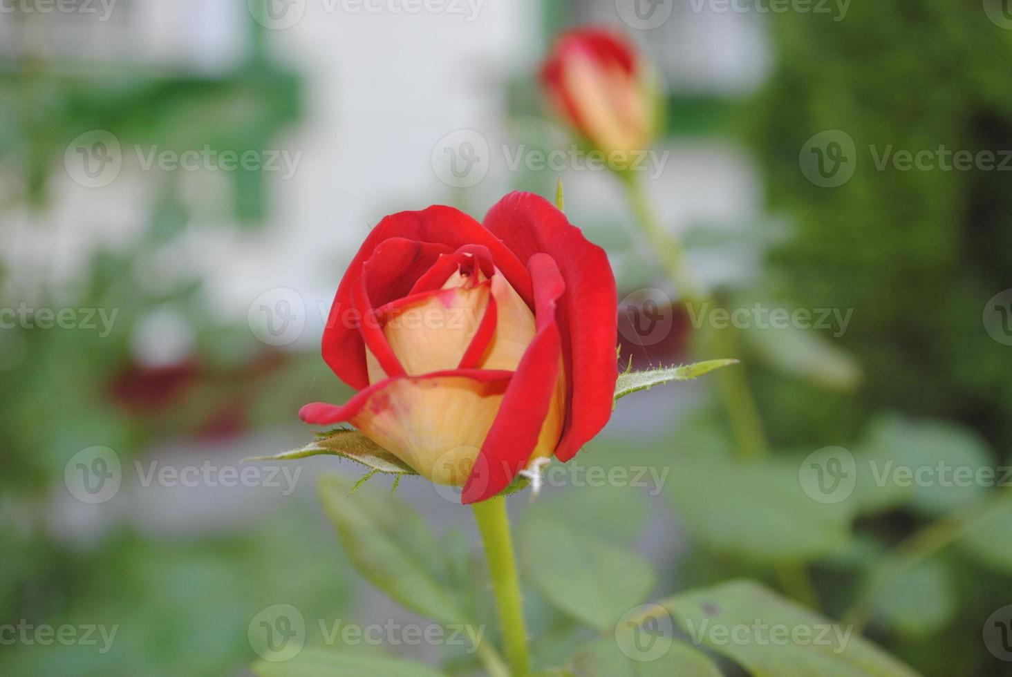 charmant soumissionner rouge Rose bourgeon dans été jardin photo