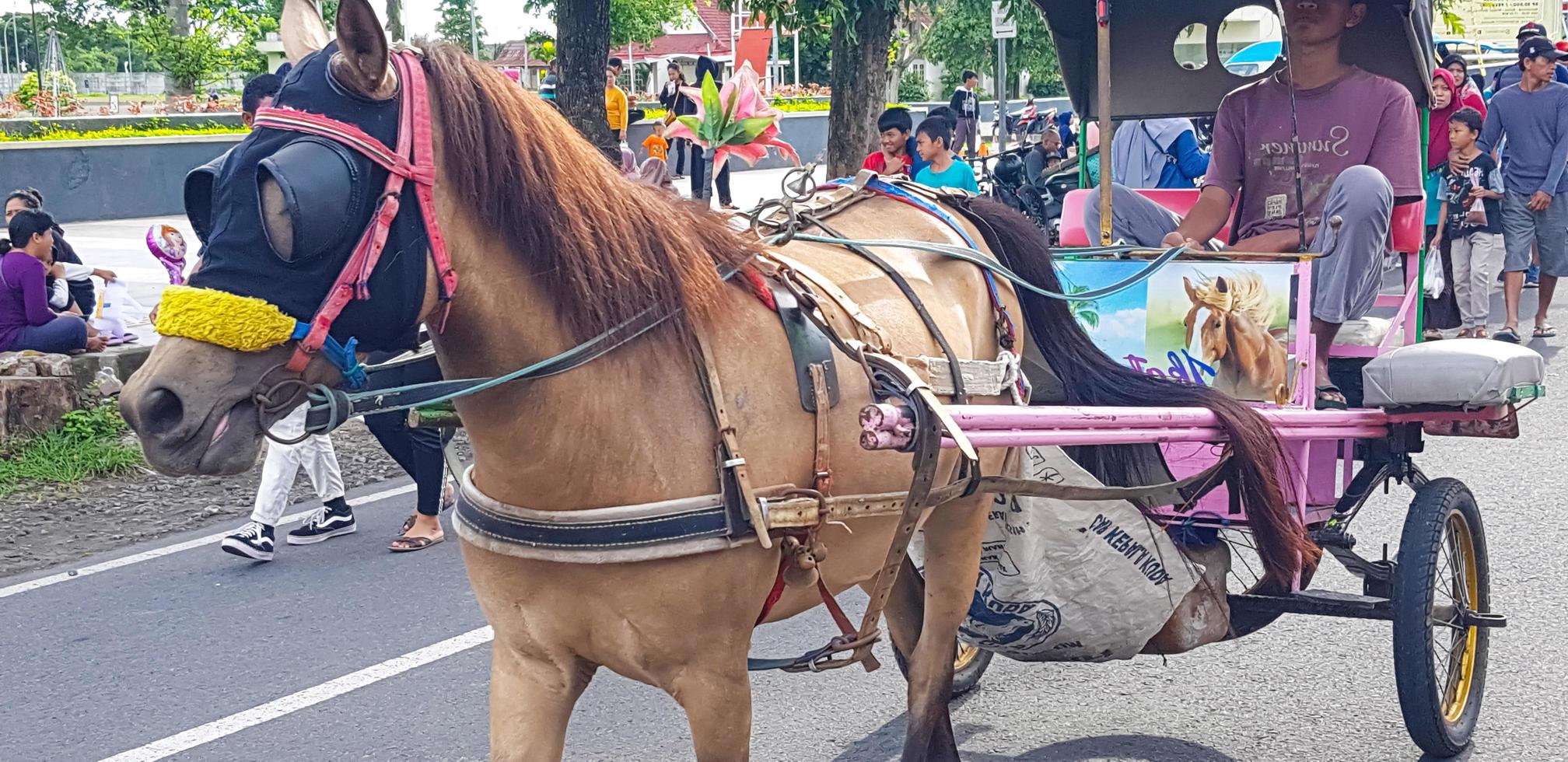 surakarta, Indonésie, janvier 8, 2023 dokar wisata ou char balade dans dimanche voiture gratuit journée surakarta photo