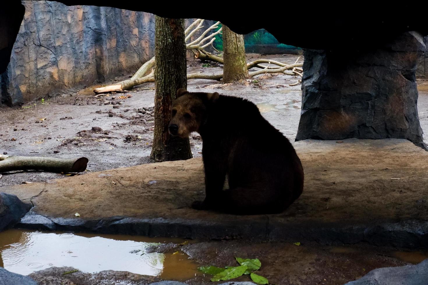 sélectif concentrer de ours cette sont abri de le pluie. photo