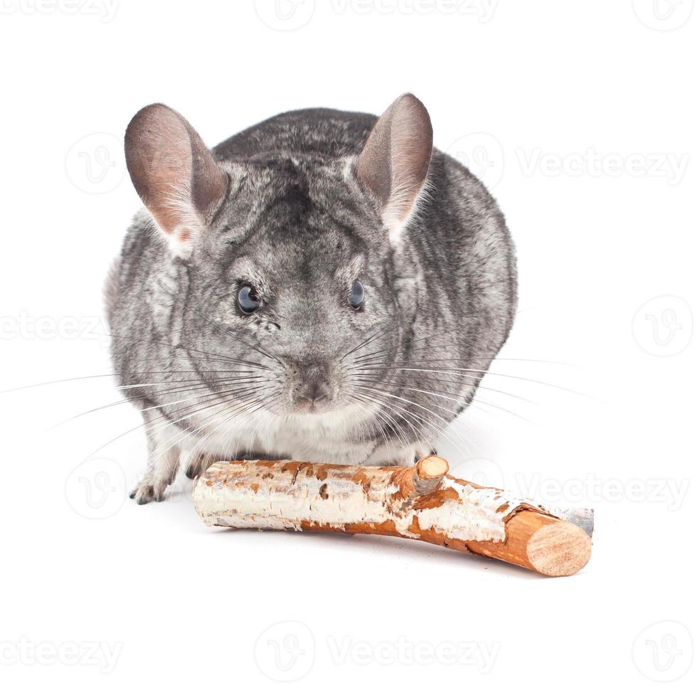 isolé chinchilla animal photo