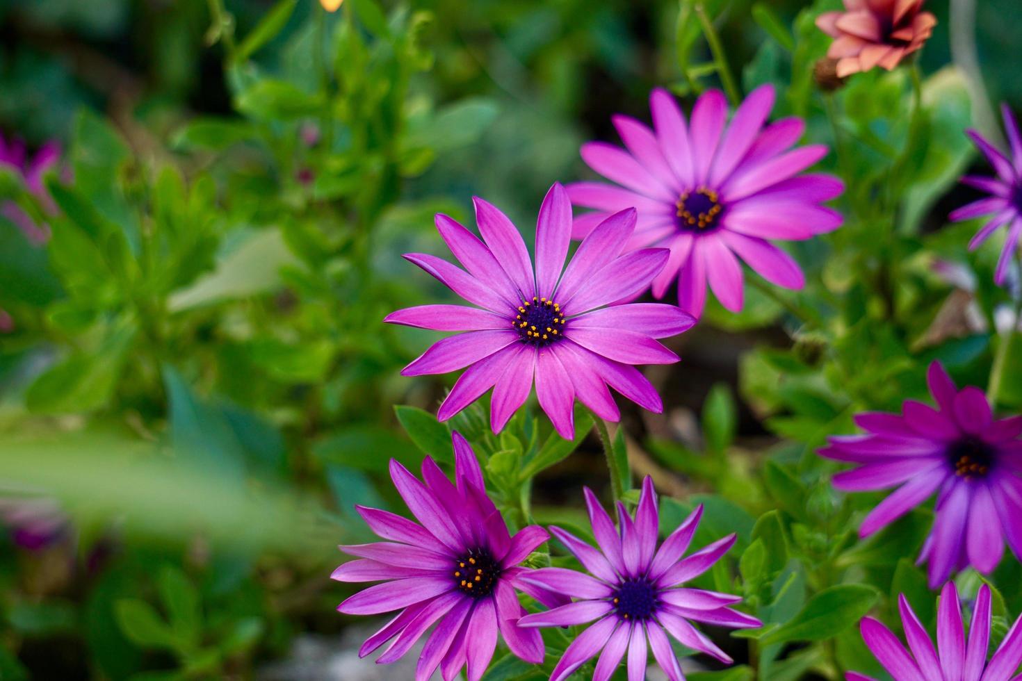 fleur rose au printemps photo