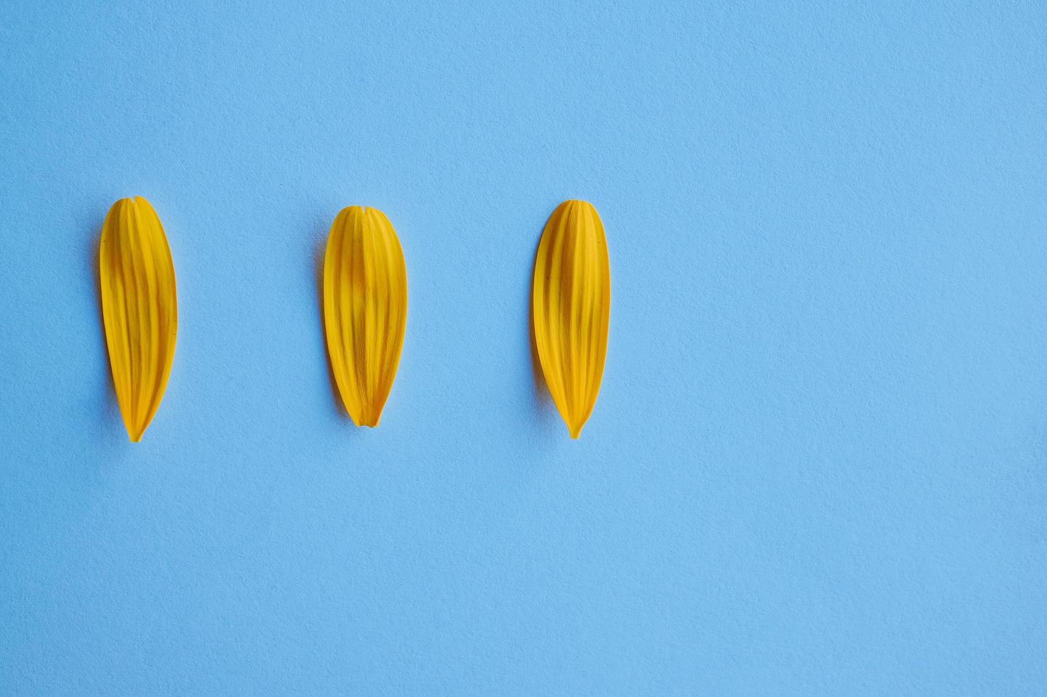 pétales d'une fleur jaune au printemps photo