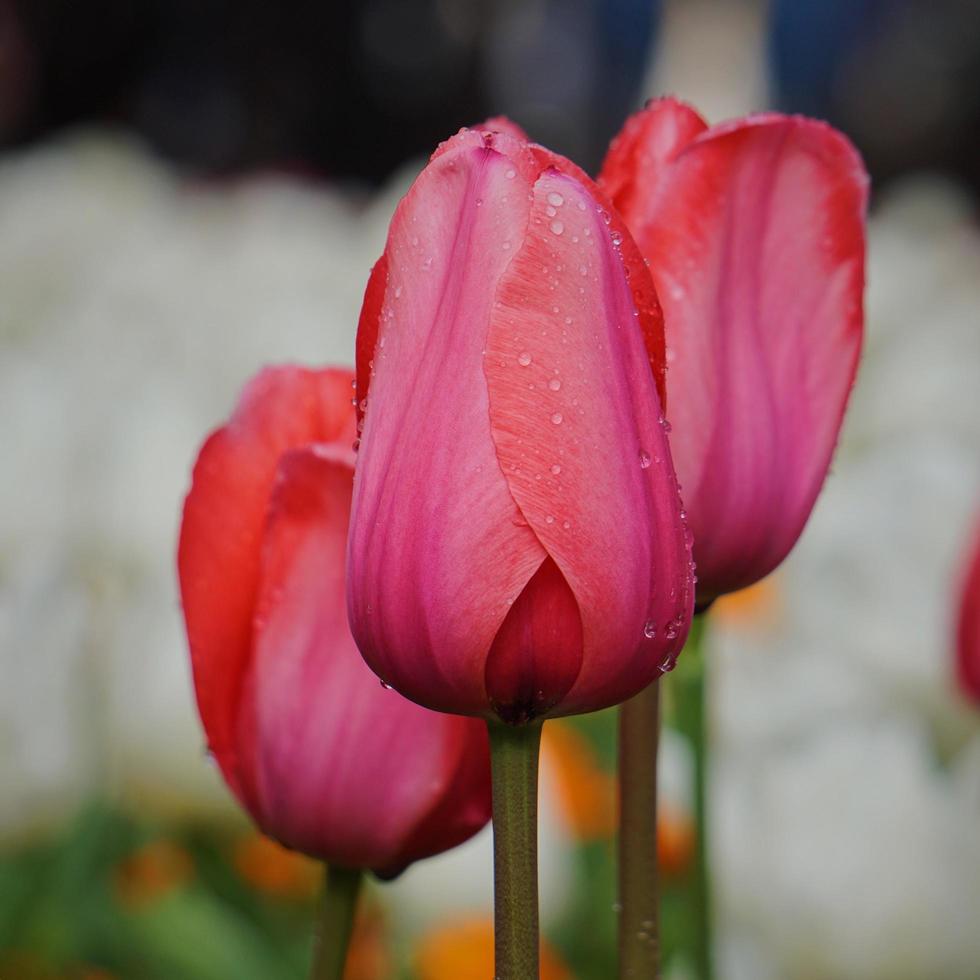 Fleurs de tulipe rose rouge dans un jardin au printemps photo