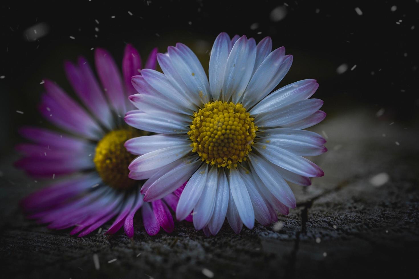 fleur de marguerite blanche et rose au printemps photo