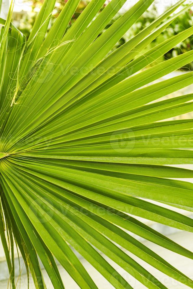 vert feuille de Washington paume proche en haut Contexte photo