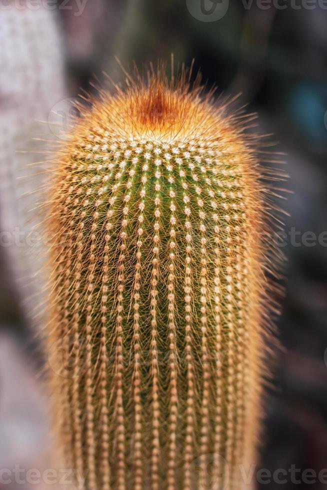 épais longue cactus avec brillant rouge aiguilles. duveteux aiguilles. sélectif concentrer sur le cactus, le Contexte est flou. photo