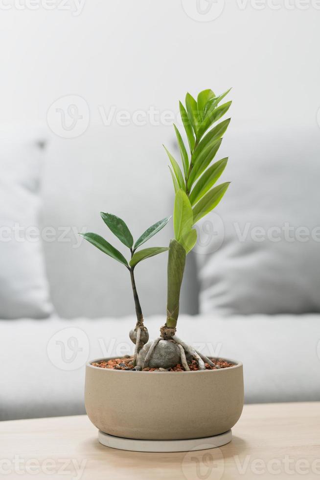 zamioculcas zamiifolia ou zz plante sur le en bois table dans vivant chambre. photo