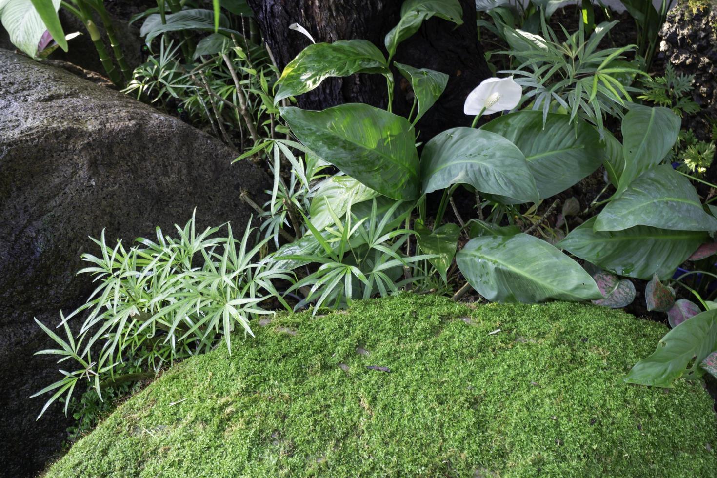 plantes ornementales dans le jardin photo