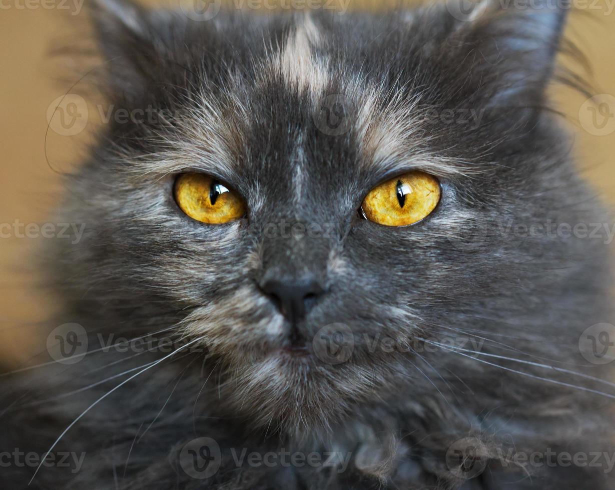 magnifique portrait de une gris chat photo