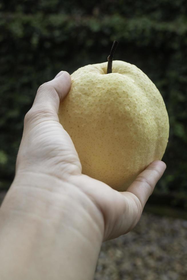 une seule poire entière asiatique fraîche photo