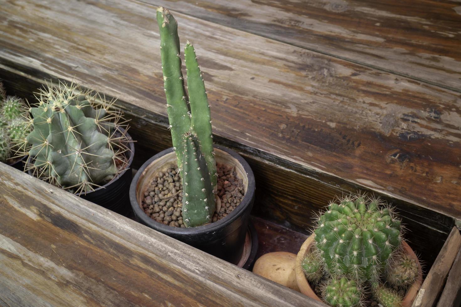 beaux cactus verts dans une boîte en bois photo