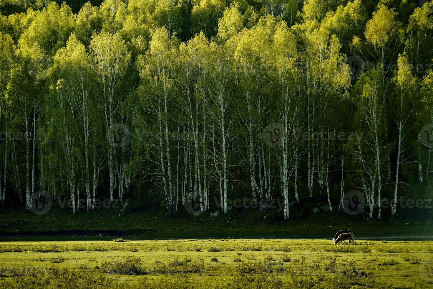 le magnifique bouleau forêt dans printemps dans hemu village, Xinjiang est comme une royaume des fées photo