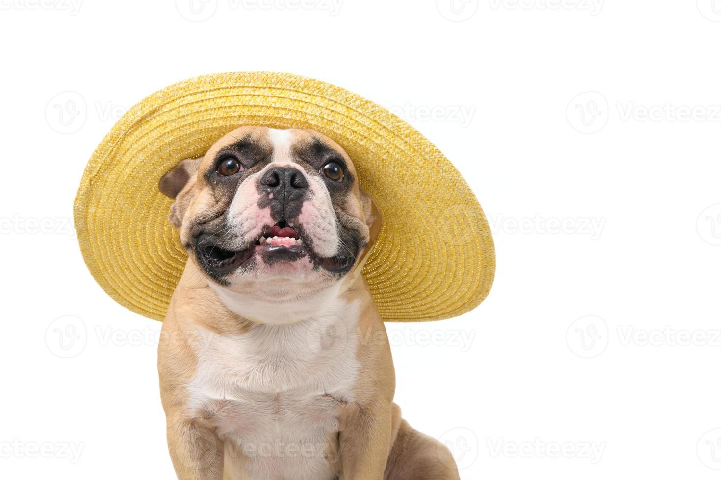 mignonne français bouledogue porter été chapeau isolé sur blanc arrière-plan, photo