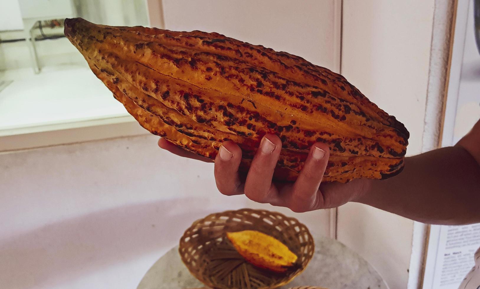 le gars est en portant une cacao fruit dans le sien main. photo