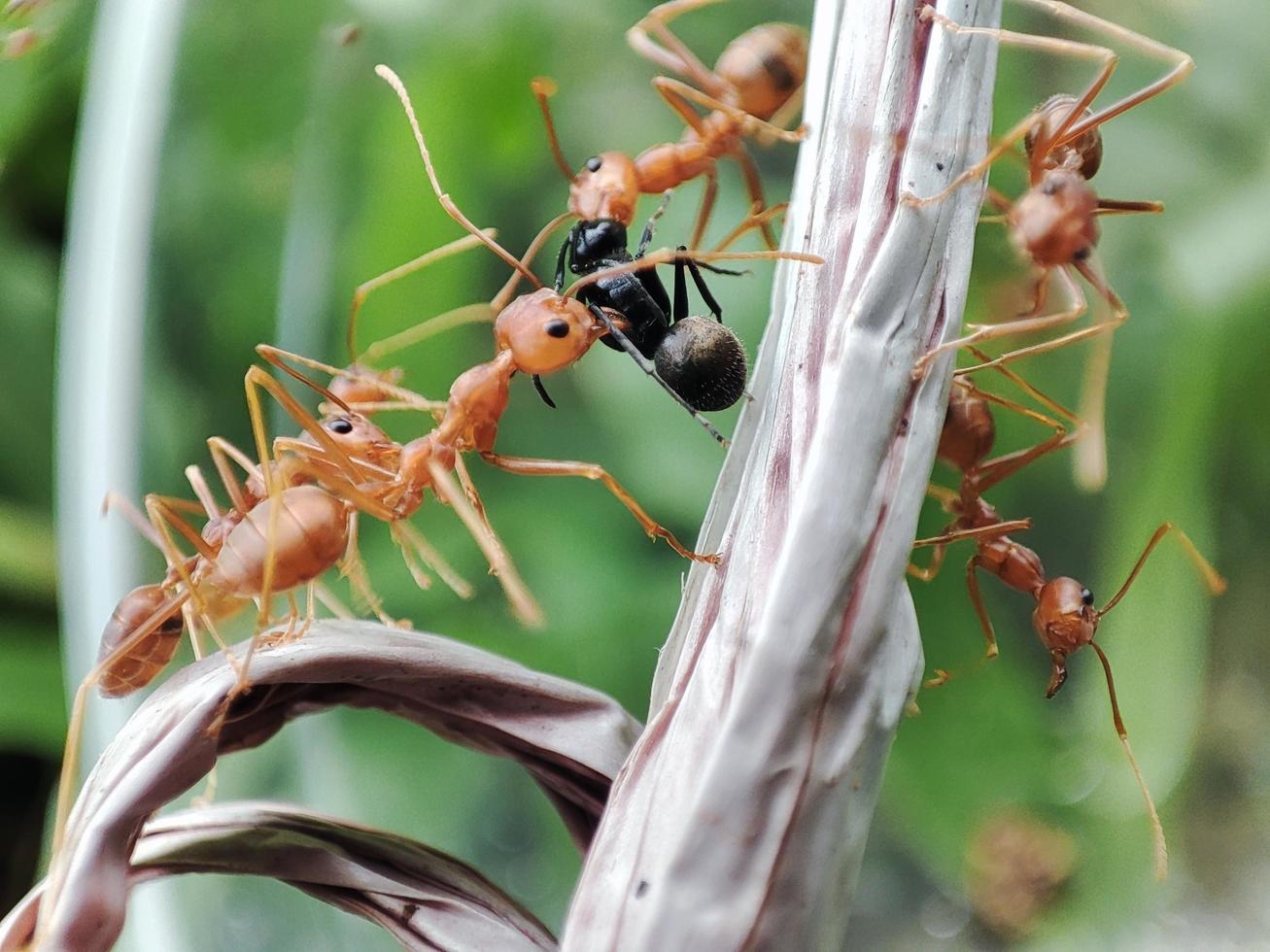 tisserand fourmis sont attaquer sur autre fourmis. photo