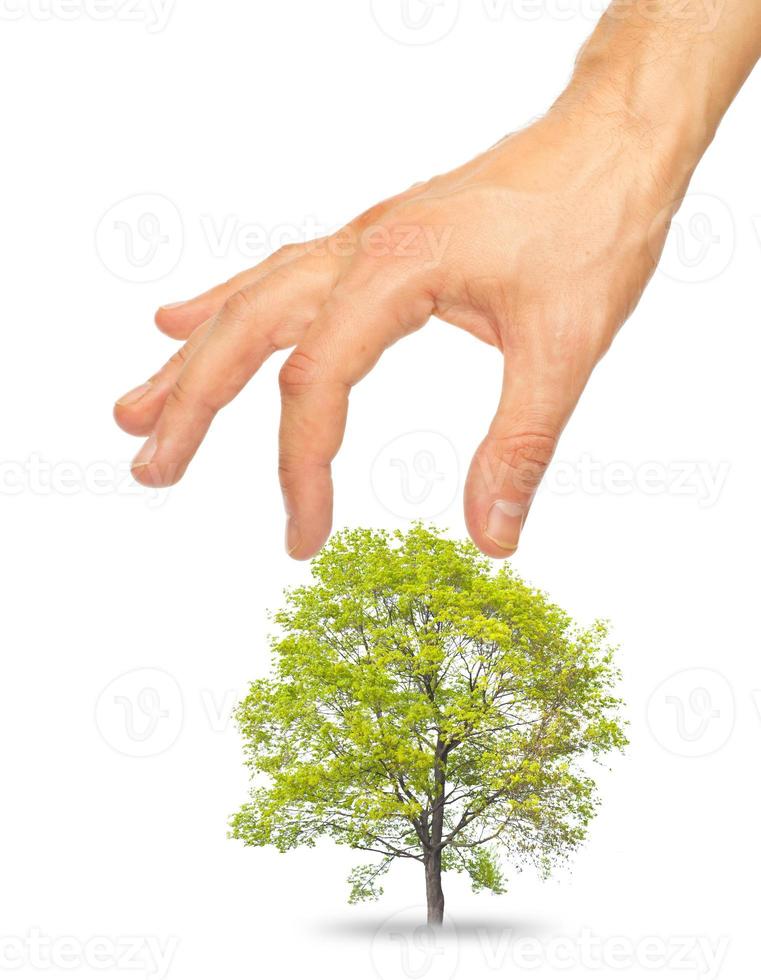 arbre et une Masculin main photo