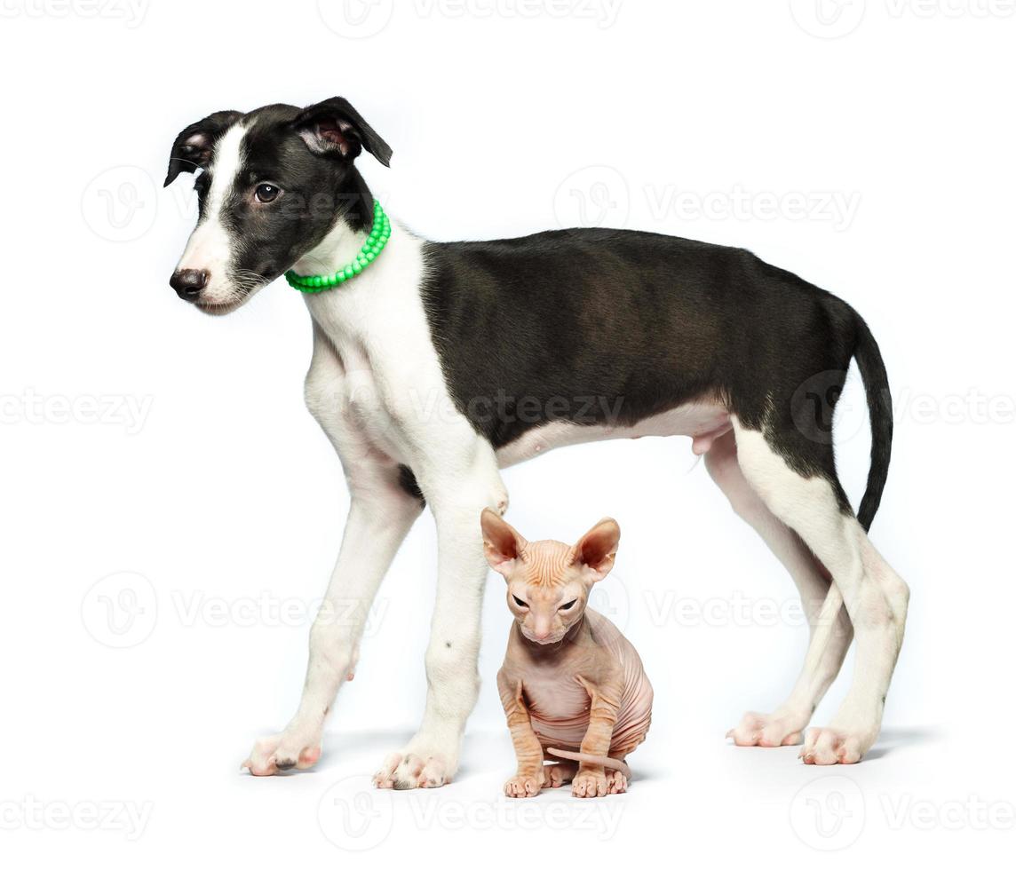 mignonne chiot levrette et chaton Don sphynx sur une blanc photo