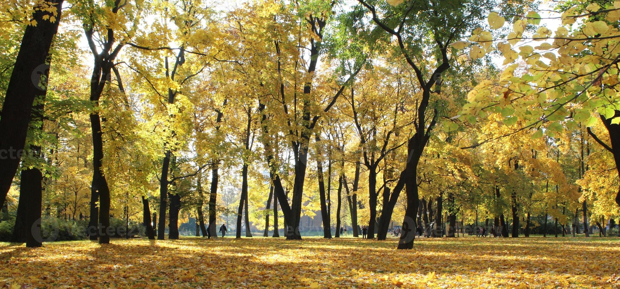 panorama de coloré des arbres dans une parc dans l'automne, une animé paysage avec le Soleil brillant par le feuillage photo