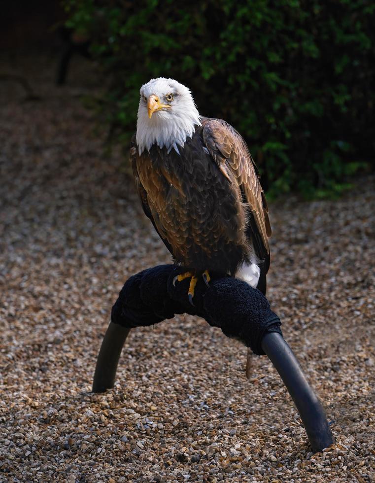 magnifique Aigle dans Anglais parc photo