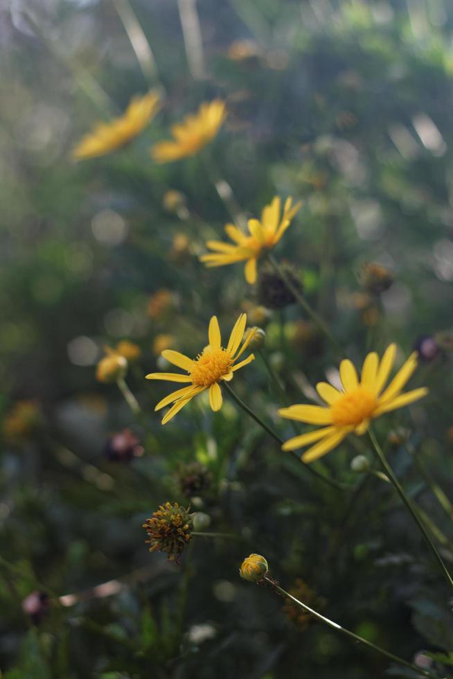 Fleurs de marguerite jaune dans un jardin photo