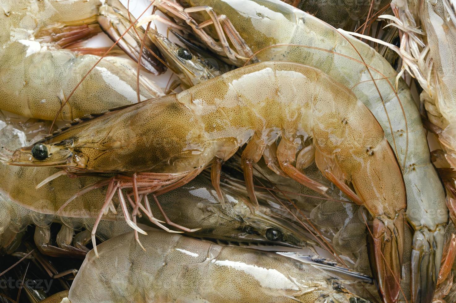 Frais crevettes sur le marché photo