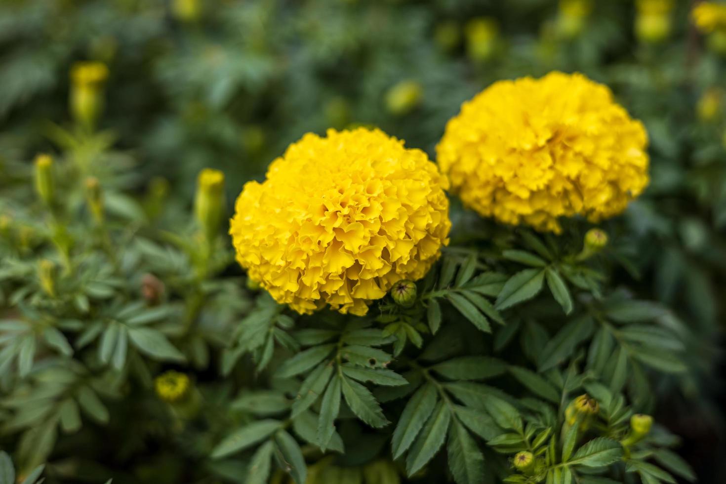 fermer vue de deux Jaune souci fleurs épanouissement magnifiquement contre une grappe de flou vert feuilles. photo