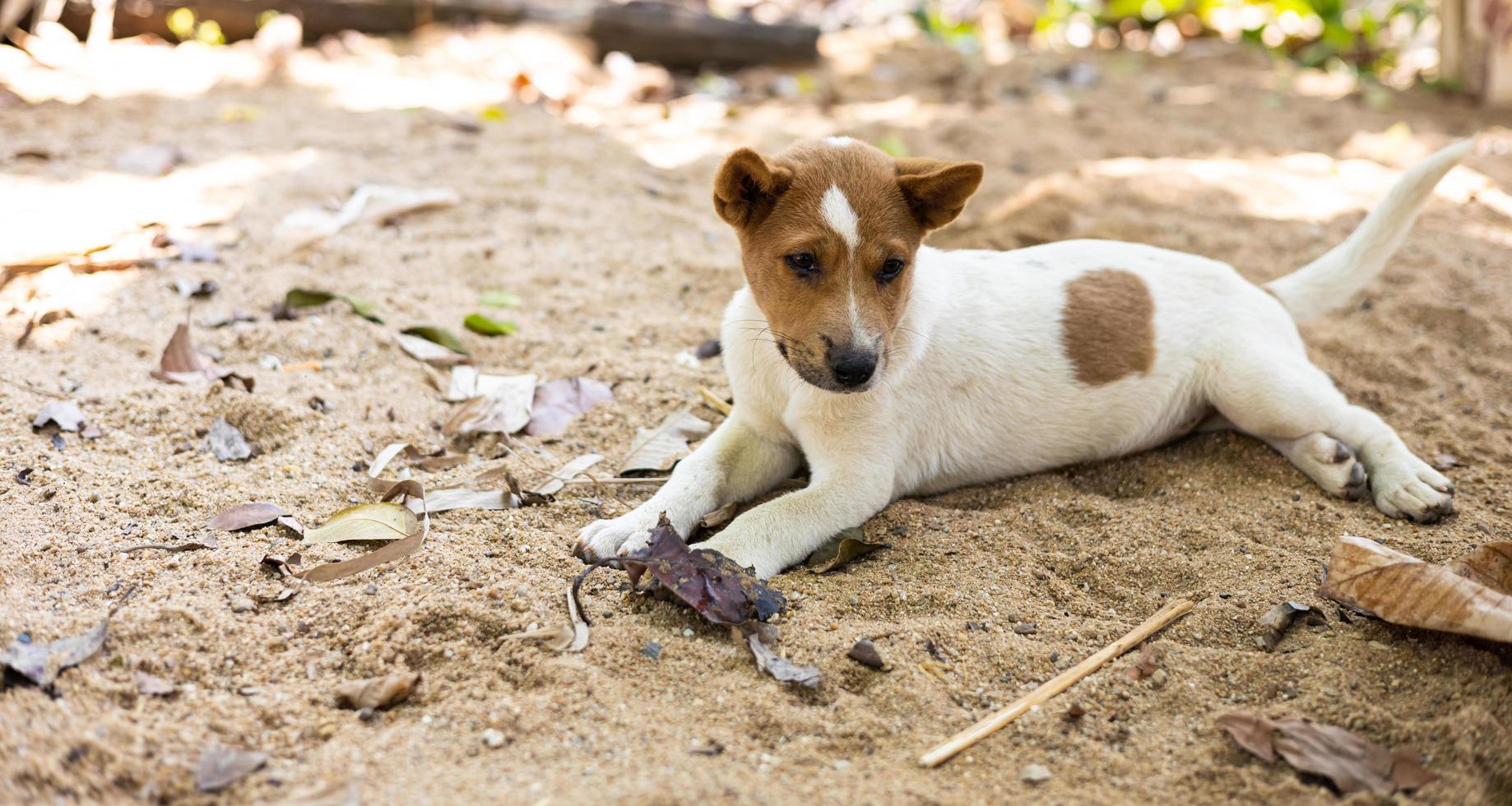 marron et blanc thaïlandais chiot mensonge confortablement sur le fouillé le sable sol. photo