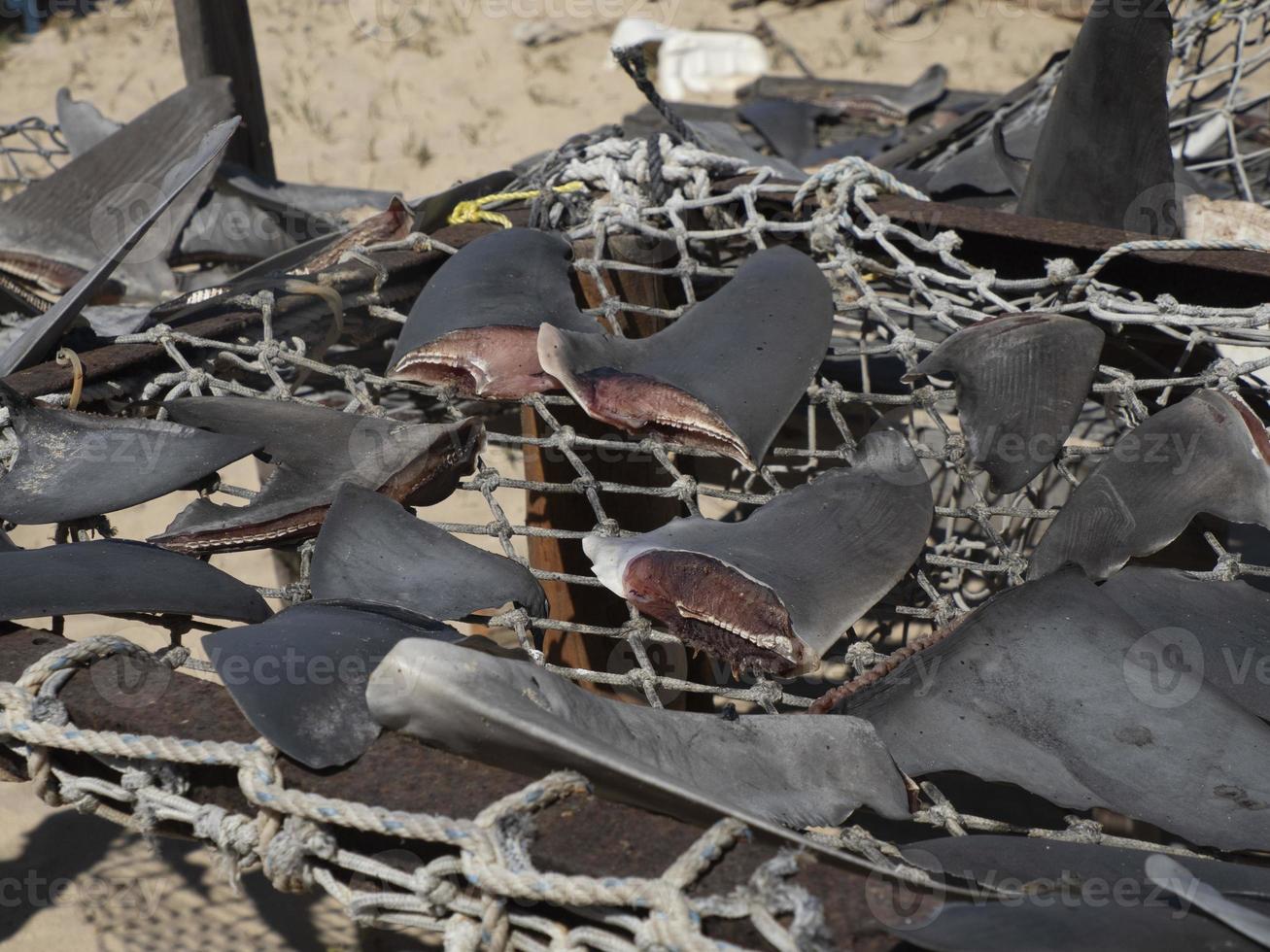 requin palmes séché en dessous de le chaud Soleil à pêcheur village photo