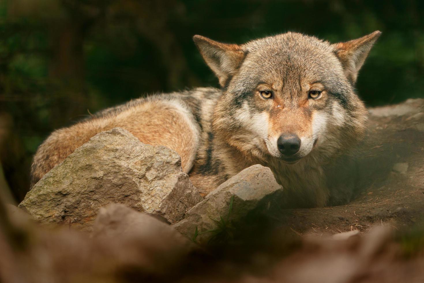 photo de une gris Loup