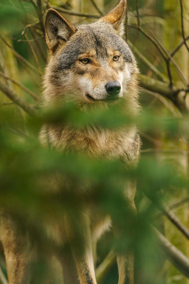 photo de une gris Loup