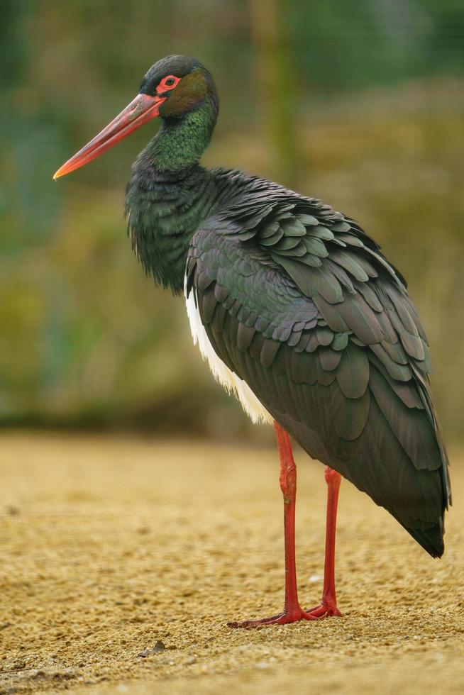 portrait de cigogne noire photo