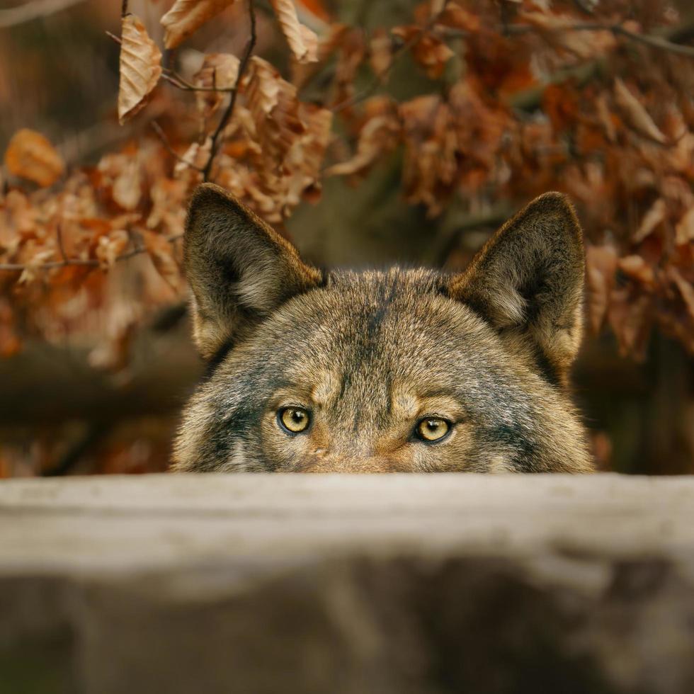 photo de une gris Loup