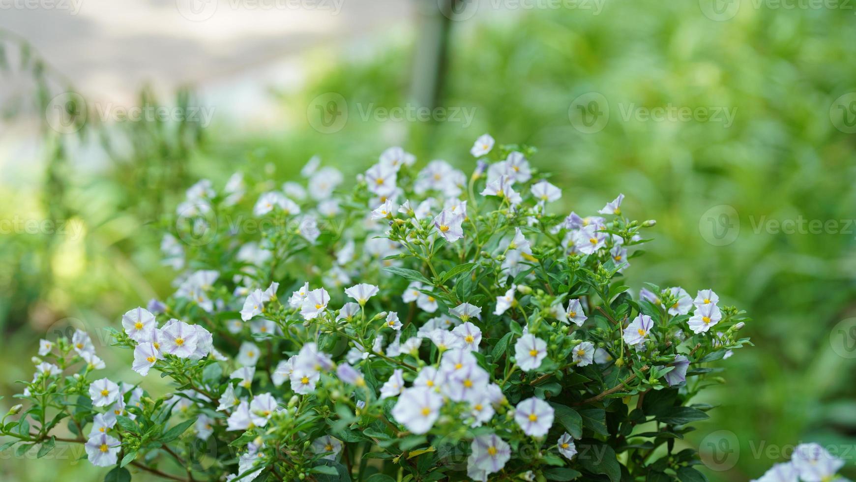 le magnifique fleurs épanouissement dans le jardin dans été photo