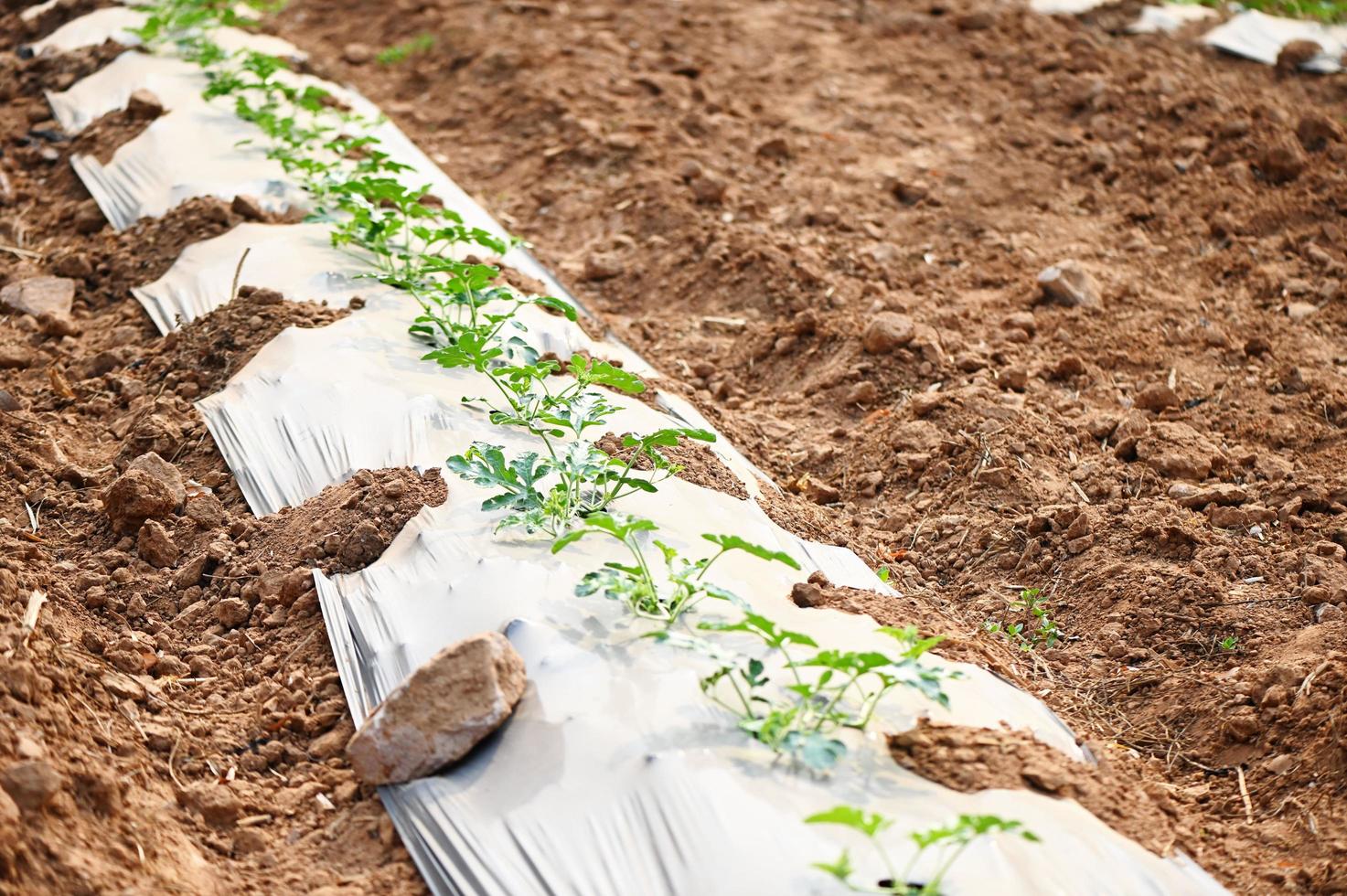 plantation pastèque sur champ avec pastèque plante arbre sur sol agriculture jardin pastèque ferme avec feuille arbre plante petit sur terre Les agriculteurs champ avec croissance dans Lignes vert biologique photo