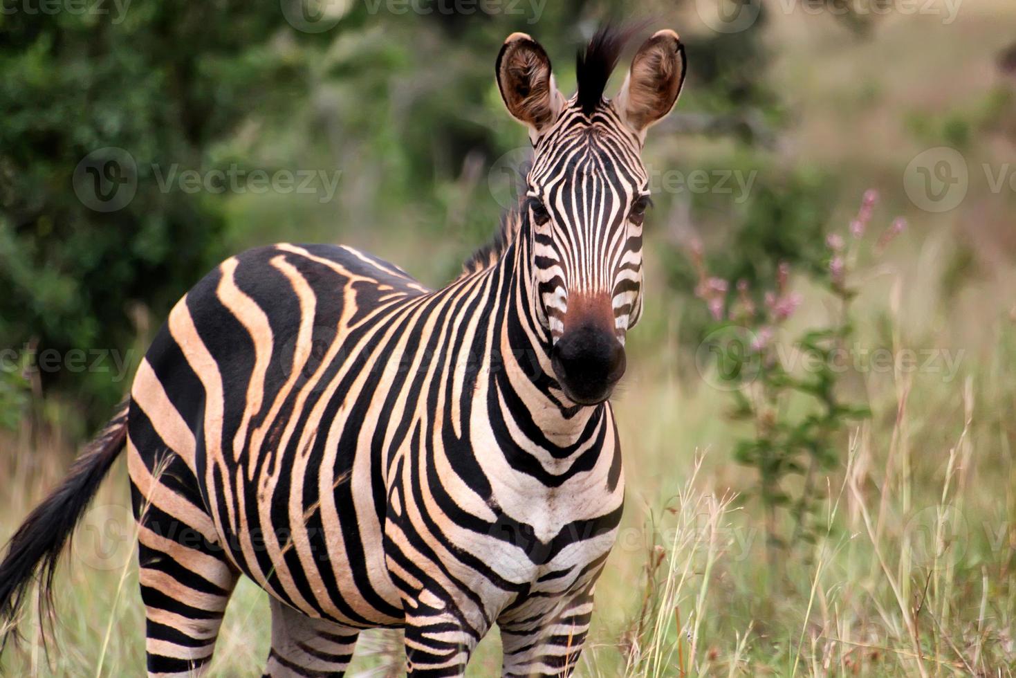 zèbre au rwanda photo