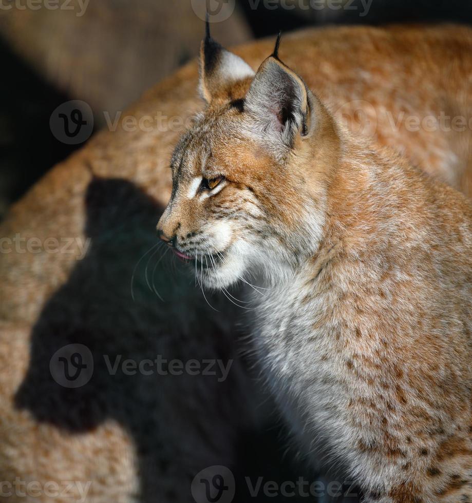 portrait de une Lynx séance dans profil sur le rue, ensoleillé journée photo