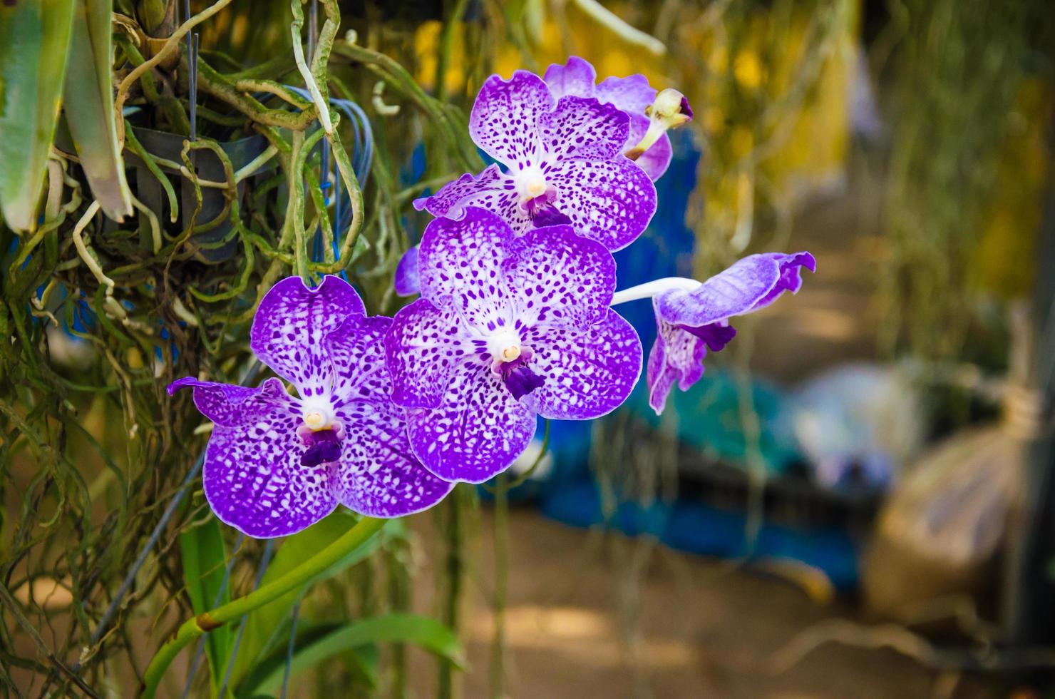 fleurs d'orchidées violettes photo