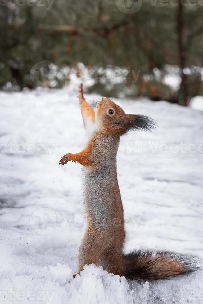 Écureuil roux assis sur une branche d'arbre dans la forêt d'hiver et grignotant des graines sur fond d'arbres couverts de neige.. photo