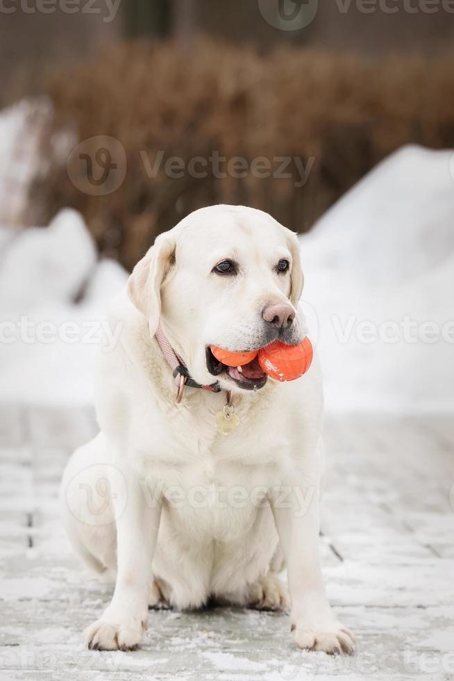 Labrador amusement et Jeux en plein air pendant ensoleillé hiver journée photo