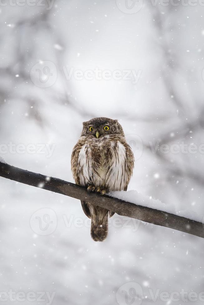 hibou dans hiver forêt sur souche. pygmée petit oiseau via chute de neige. petit hibou dans Naturel habitat. glaucidium passereau photo