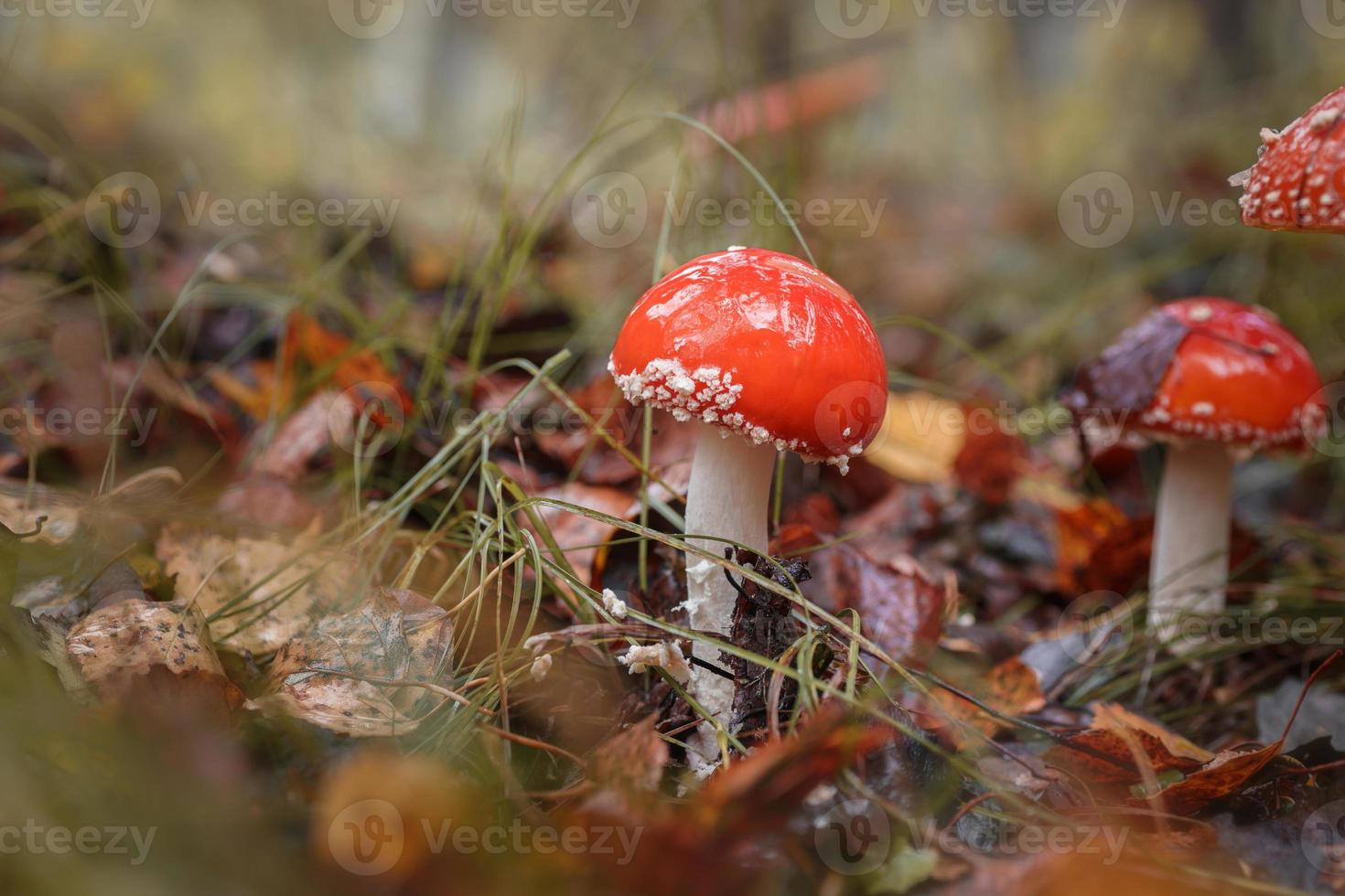amanita muscari, amanite tue-mouche beau champignon toxique hallucinogène à tête rouge photo