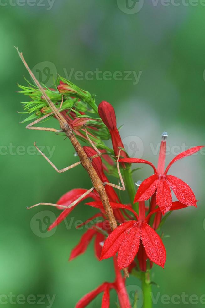 en marchant bâton insecte sur cardinal fleur photo
