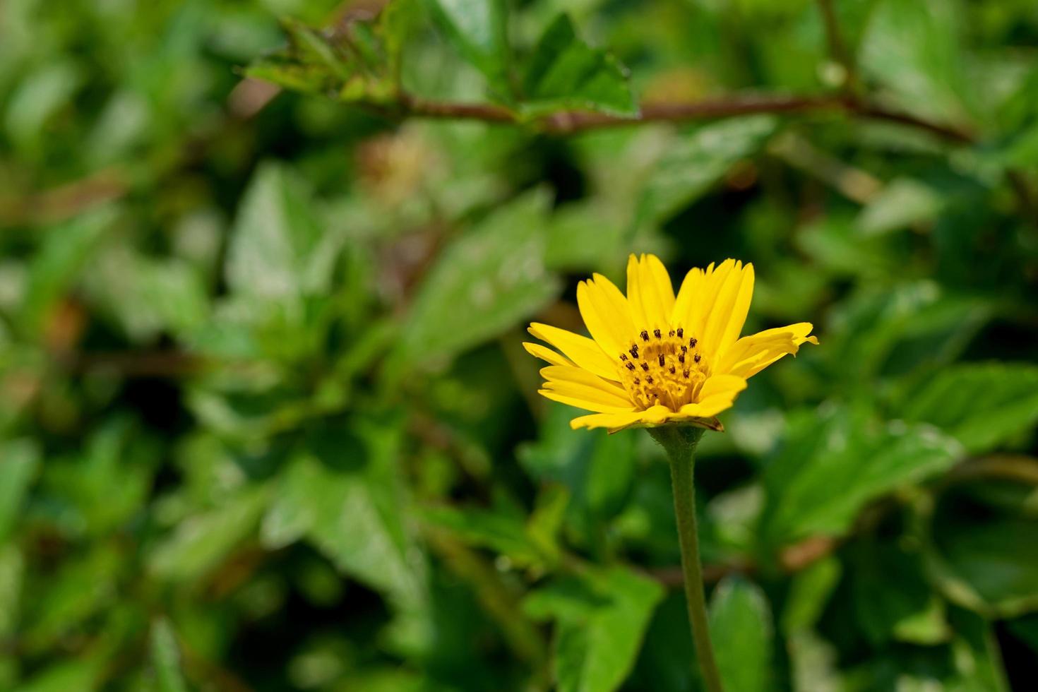 sélectif concentrer de wedelia fleur pollen céréales prêt pour collecte. proche en haut de Jaune wedelia trilobata fleur épanouissement. Singapour tous les jours tropical plante pour sol couverture. macro la nature Contexte. photo