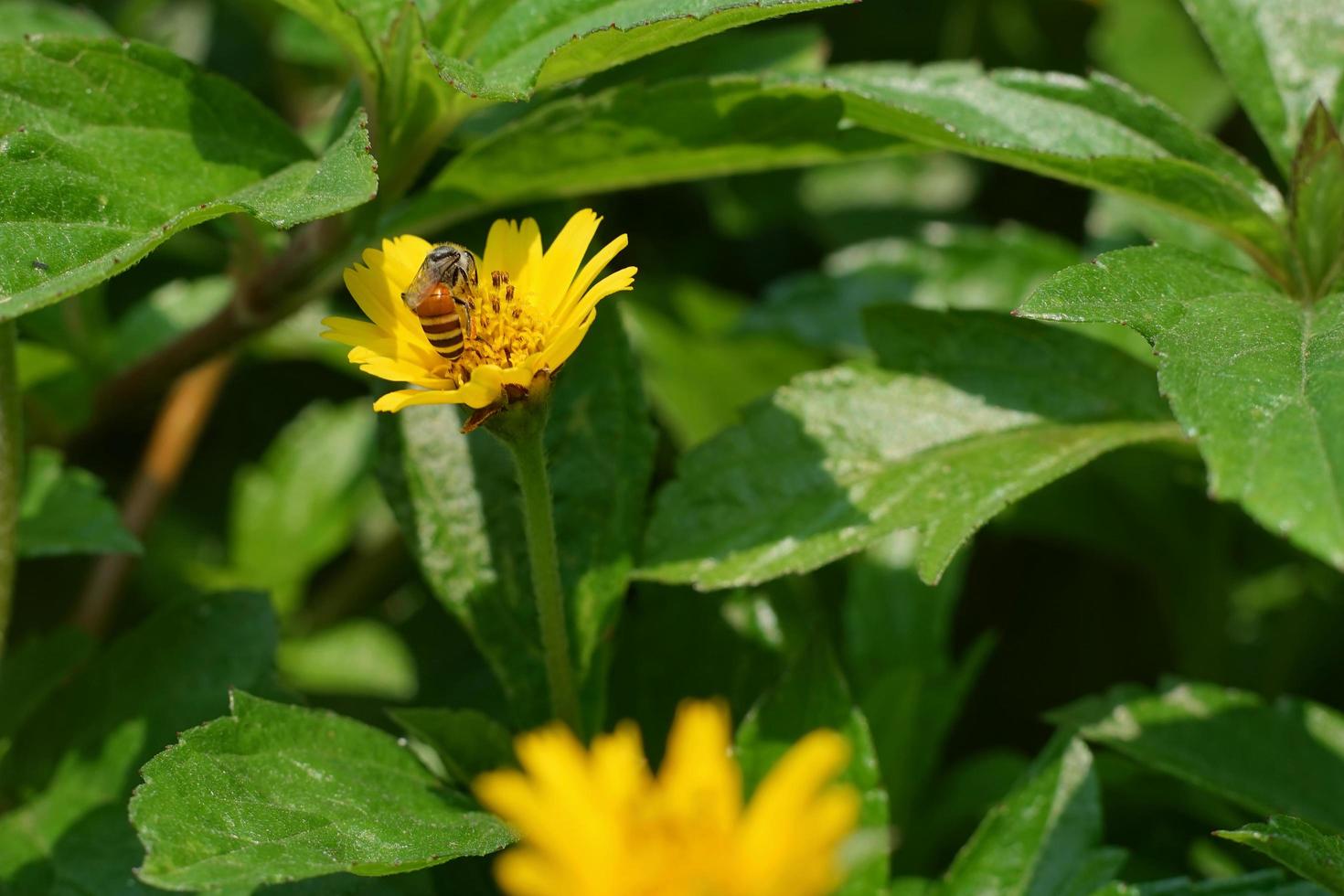 sélectif concentrer de Jaune Singapour tous les jours fleur avec insecte collecte pollen. proche en haut de abeille et wedelia fleur. mon chéri abeille récolte pollen céréales. macro la nature Contexte. matière la gauche composition photo