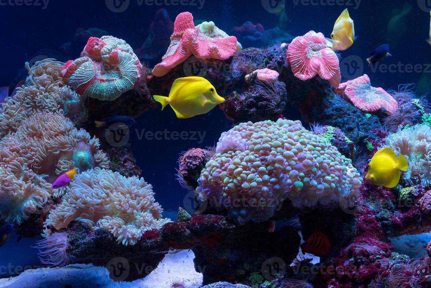 brillant poisson nager dans le aquarium photo