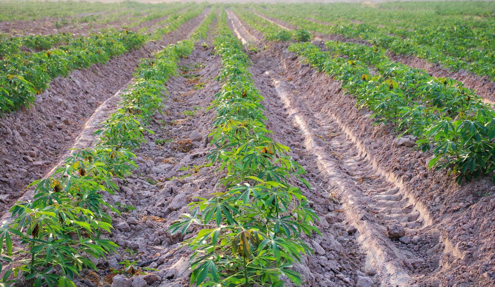 champs de manioc au début de la saison de croissance des petits semis photo