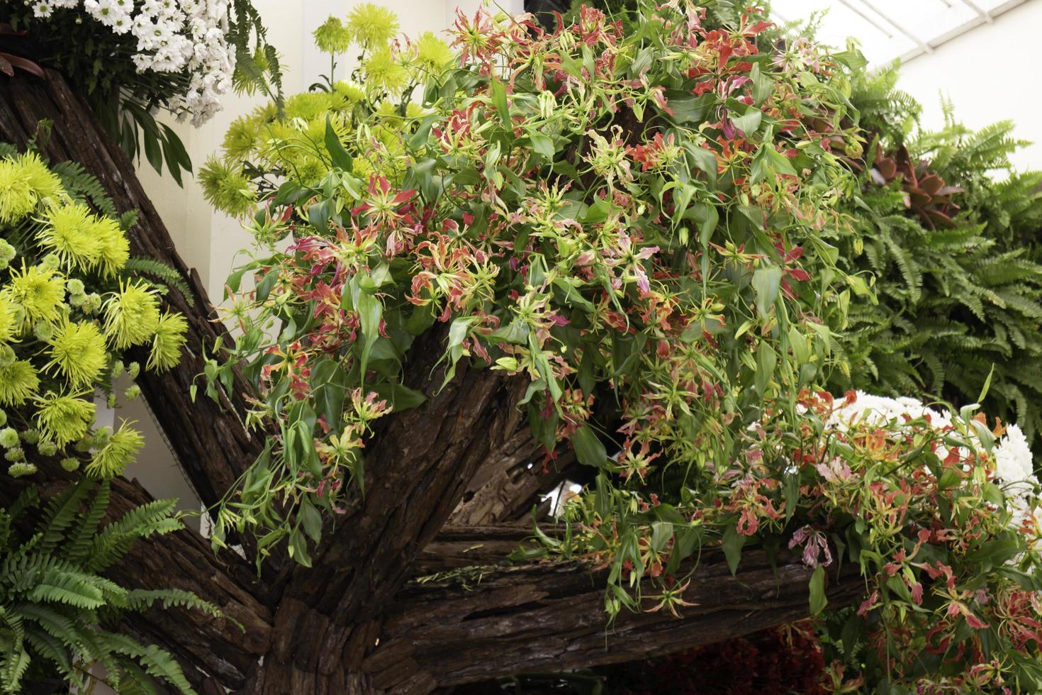 plantes d'été dans une serre photo