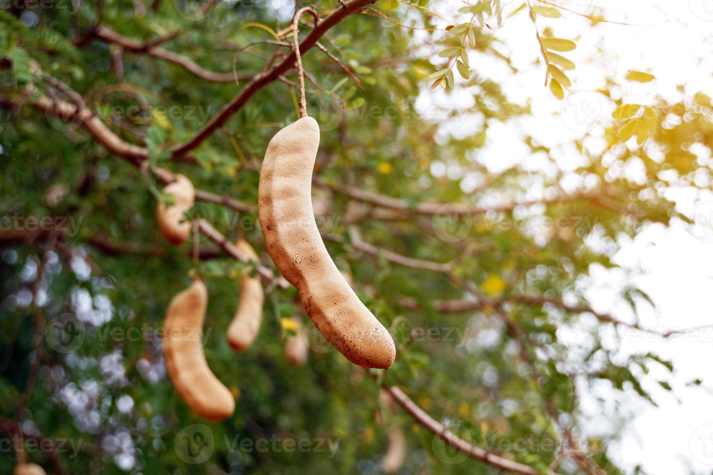 géant acide Tamarin dosettes sur le arbre cette variété est communément planté à être traité dans Tamarin compote. et humide Tamarin car de le grand dosettes et une lot de Viande. photo