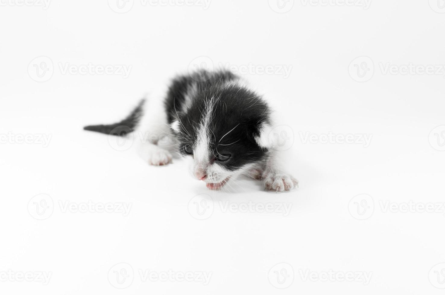 mignon petit chaton noir et blanc sur fond blanc, premier jour après la naissance photo